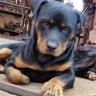 Rocky15